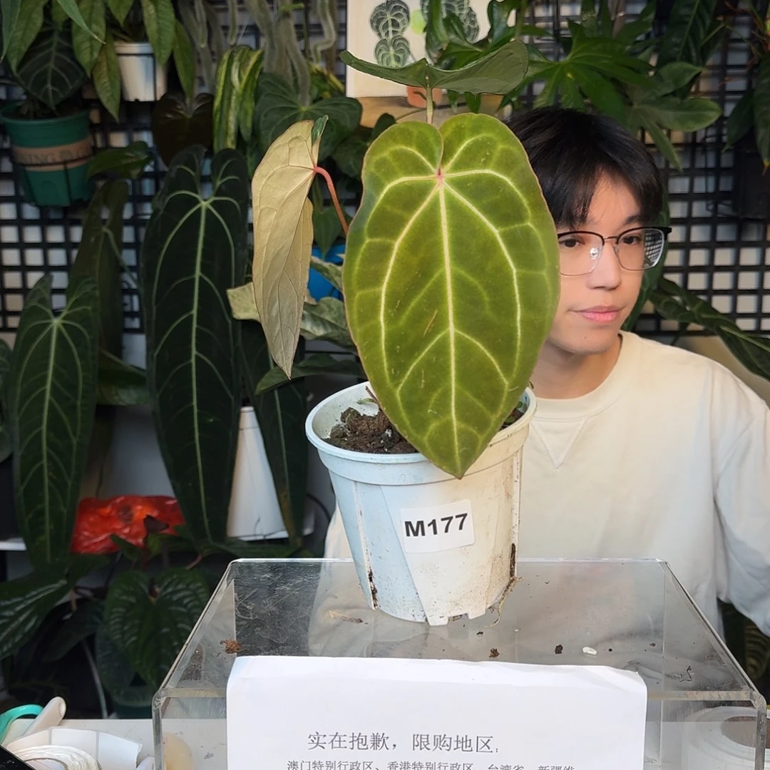 完全开放I186粉脉绿丝绒