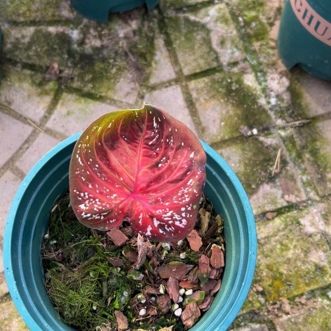 苏***.完全开放一物一拍8087