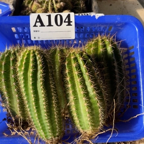 种子苗毛花柱a 104