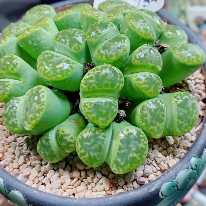 雨***點生石花花花花花花花754