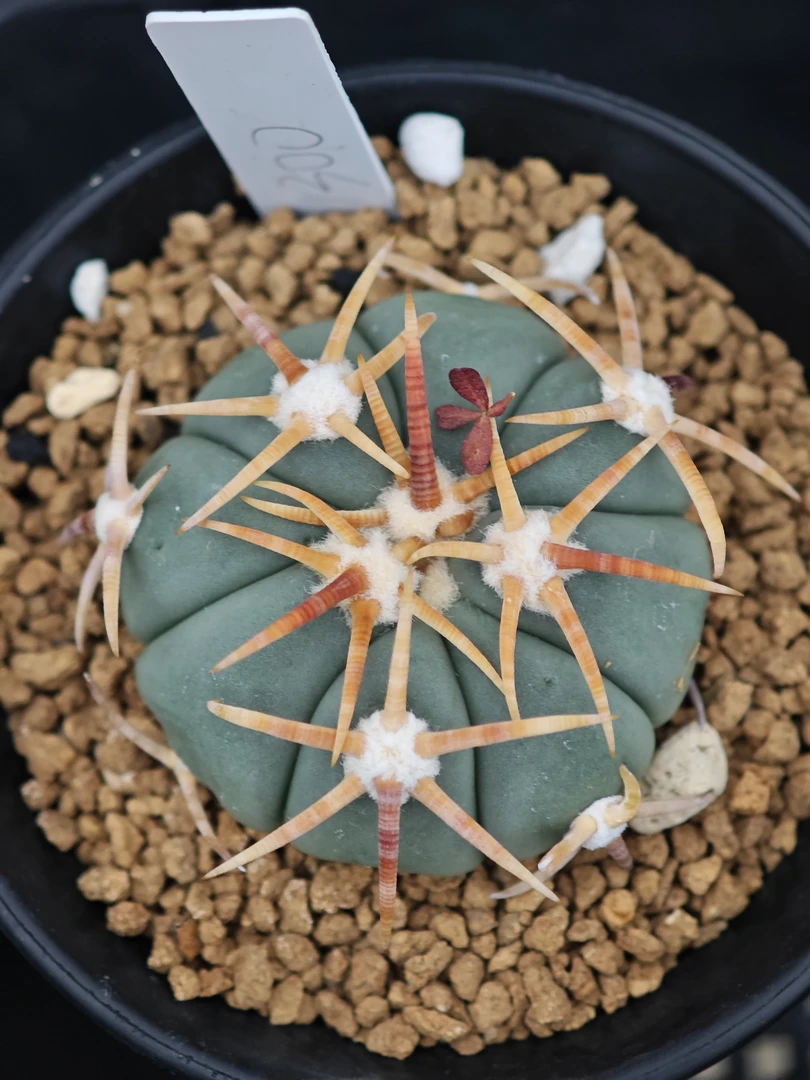 实生仙人球翠平丸（3.5cm左右）