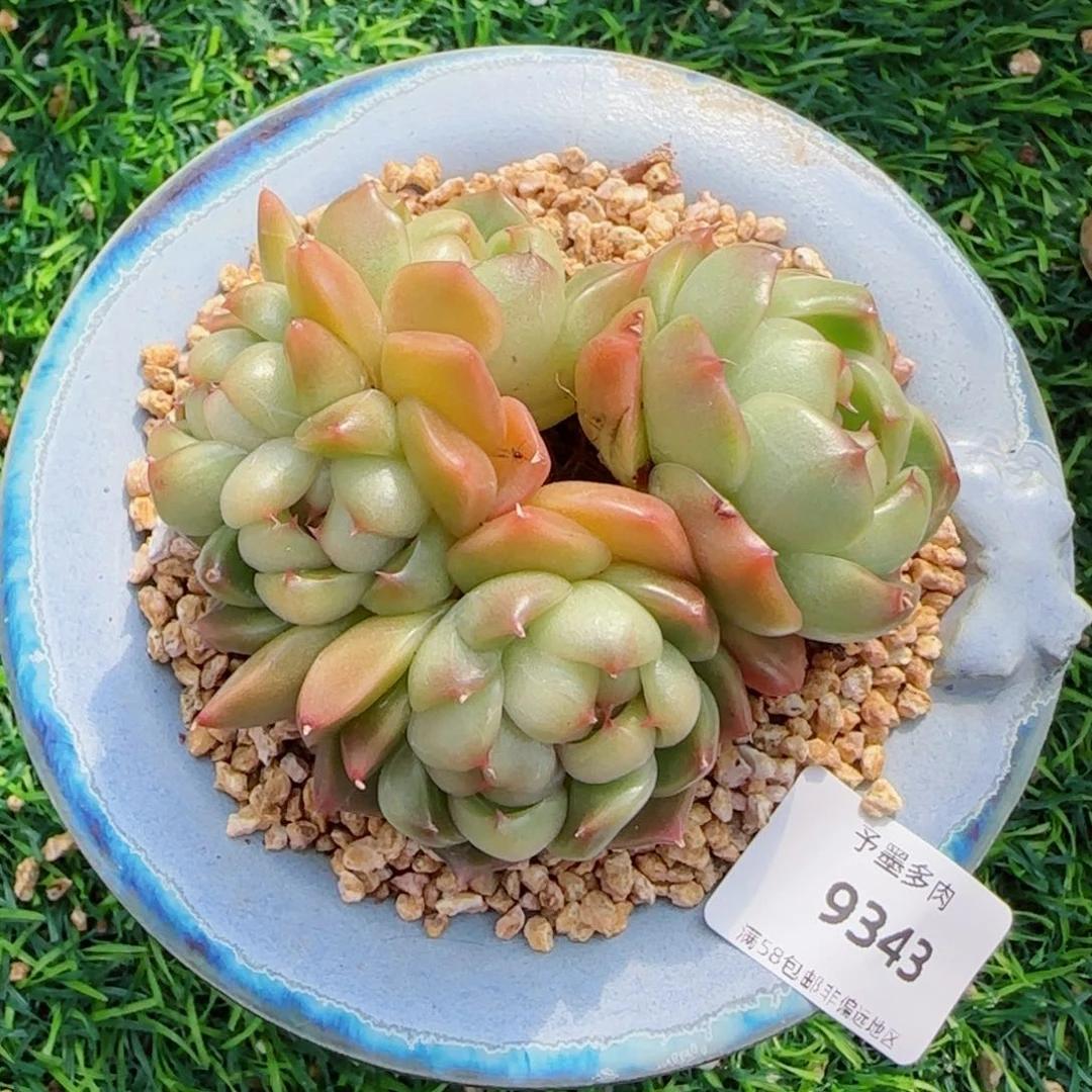 莱拉珍妮，9343多肉植物