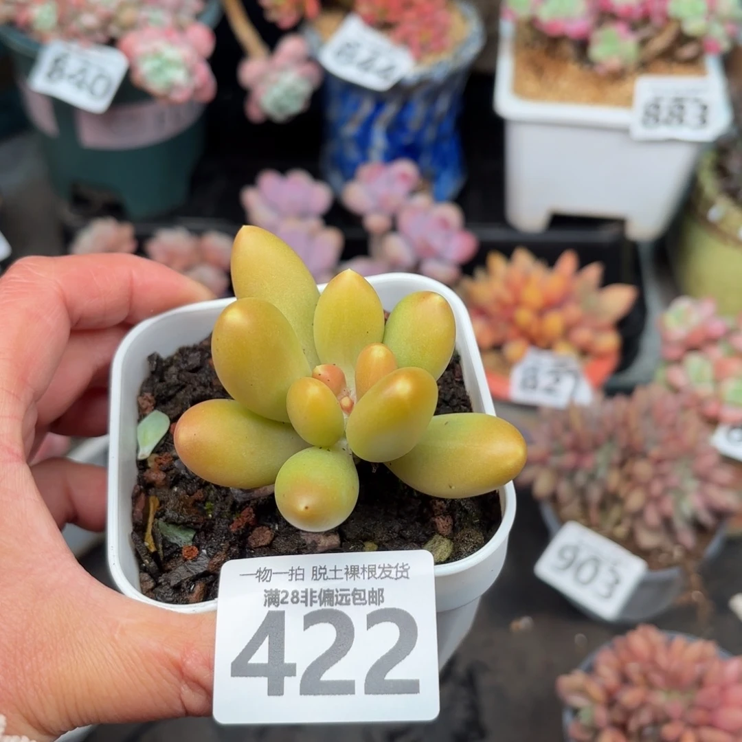 金蟾单头无盆土发货