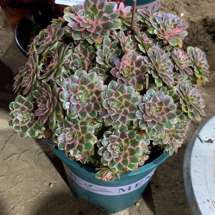 860孔雀翎多肉植物特价