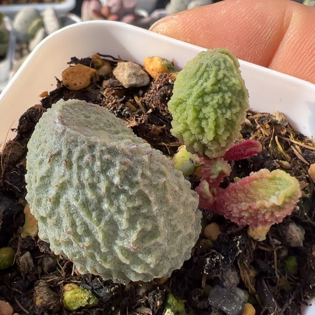 不***年流年多肉植物水泡多肉植物