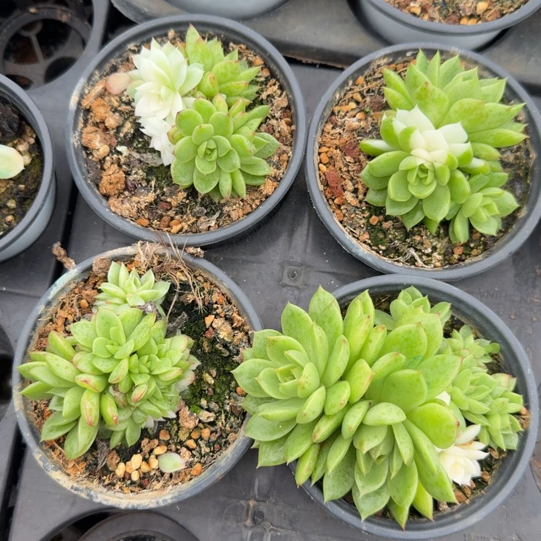 黑水晶锦一组阴阳锦群