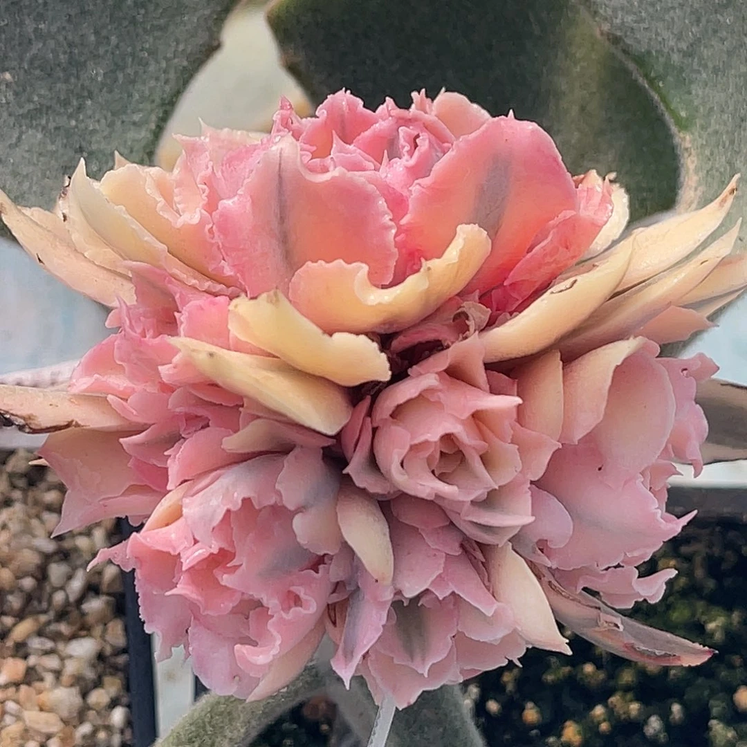 尚品园艺福利锦晚霞之舞锦