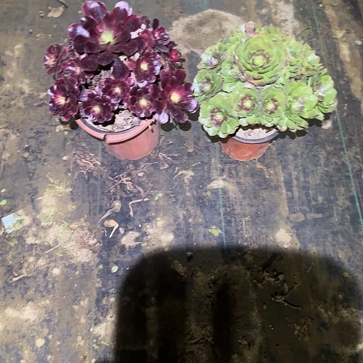 不包侧枝一物一拍52