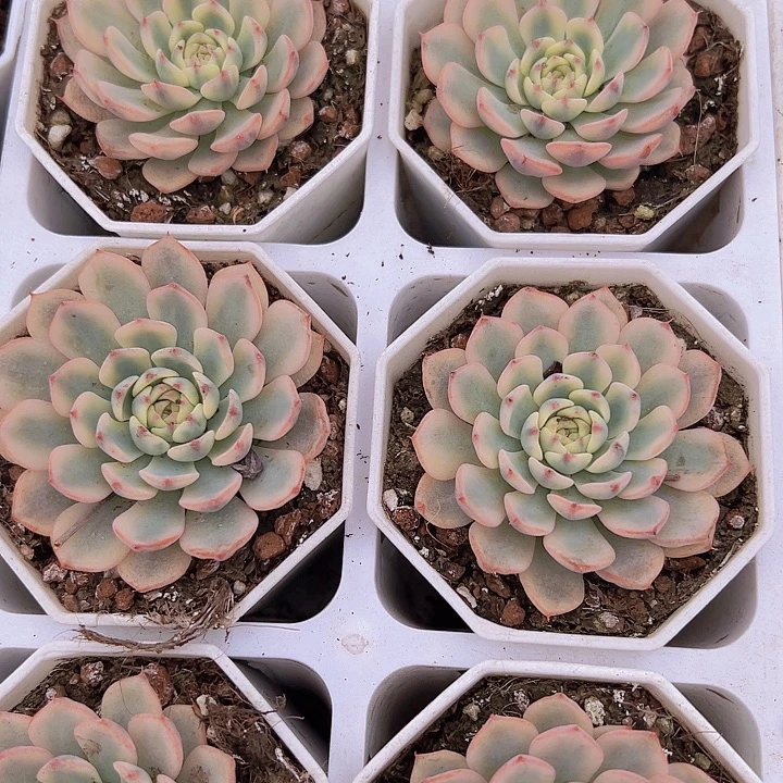 姬莲锦带盆19包邮
