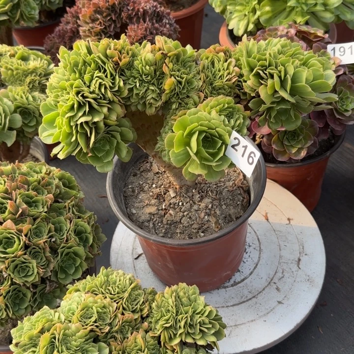 多肉植物绿羊绒缀216