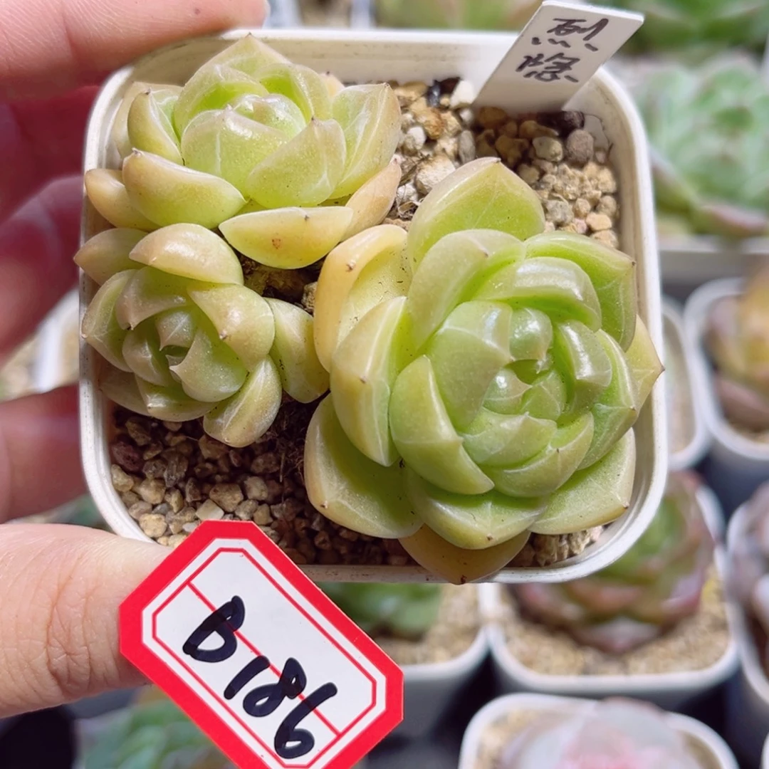 二***三B186 一物一拍 烈影