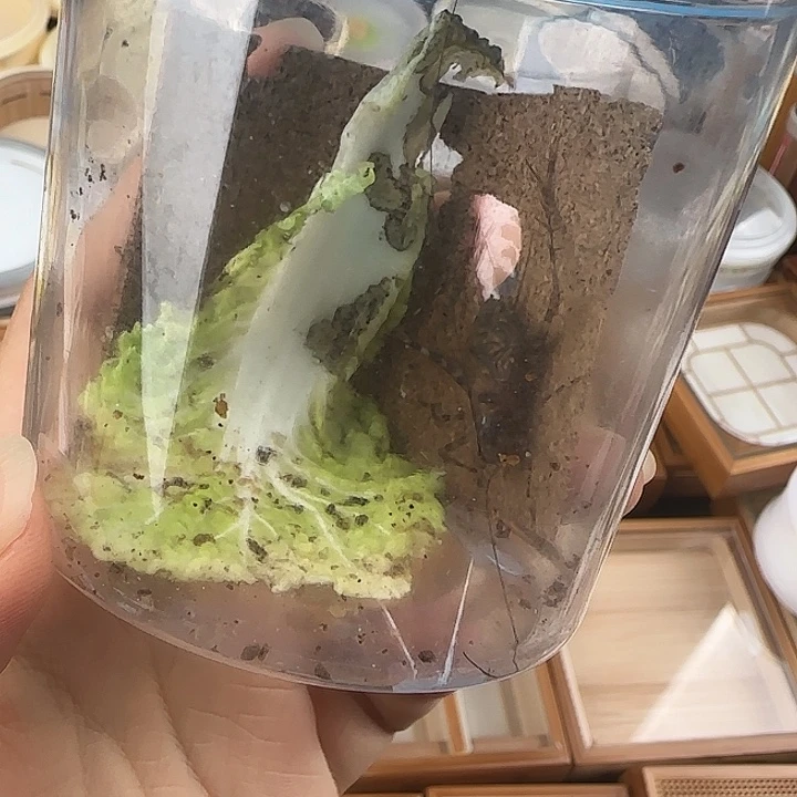 蟋蟀鸣虫虫具一个