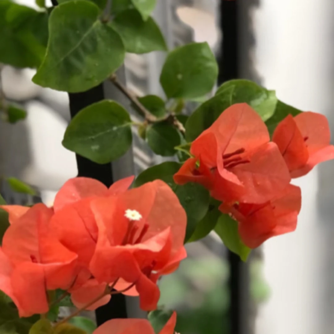 【橙色精彩】三角梅牙签苗包对版无售后