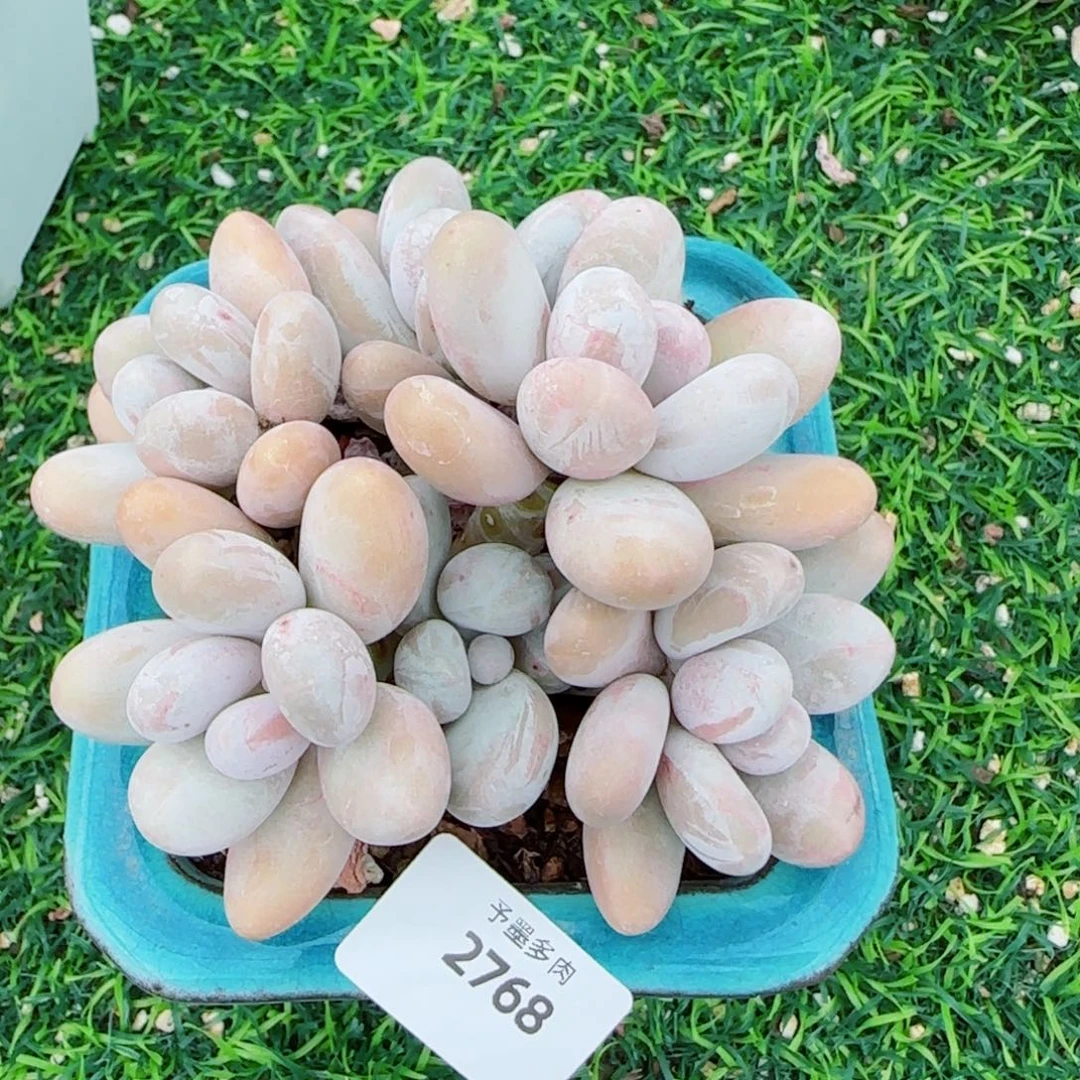 原始奶酪，2768多肉植物