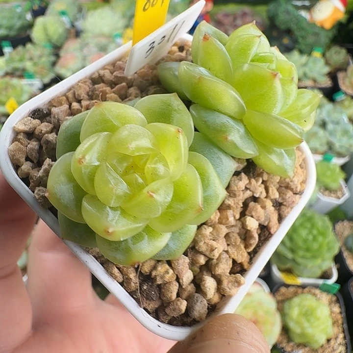 牛油果珍妮3011米格324