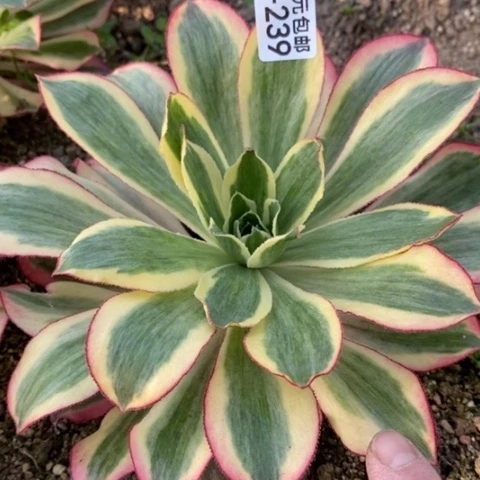 239魅影满25包邮多肉