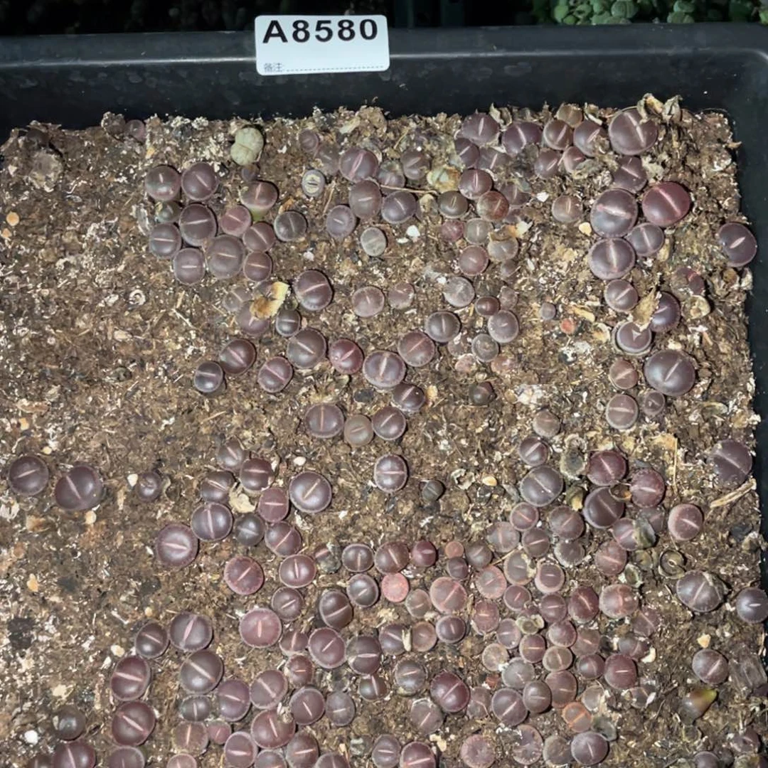 你***持8580福利筐1不售后