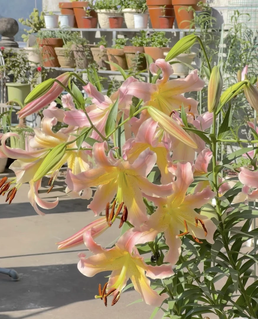 当年开花《路西法周长18/20》进口单瓣香水百合种球1颗