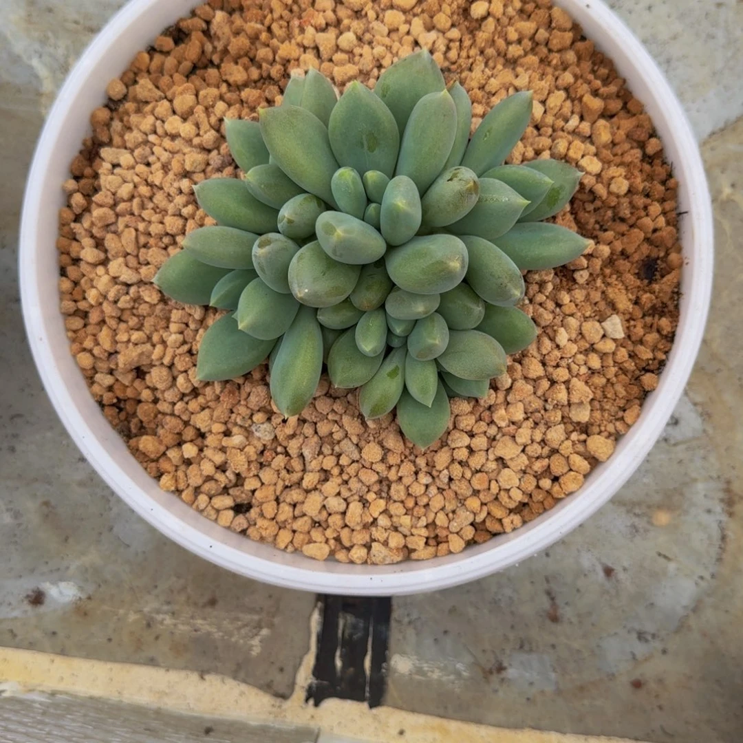 小***干黄胖体 哥特 群生  一物一拍