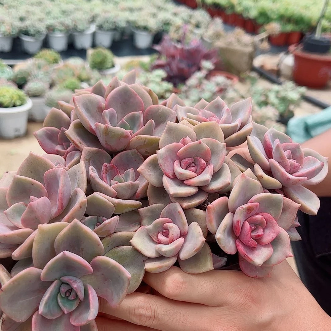 3盆彩虹糖 多肉植物