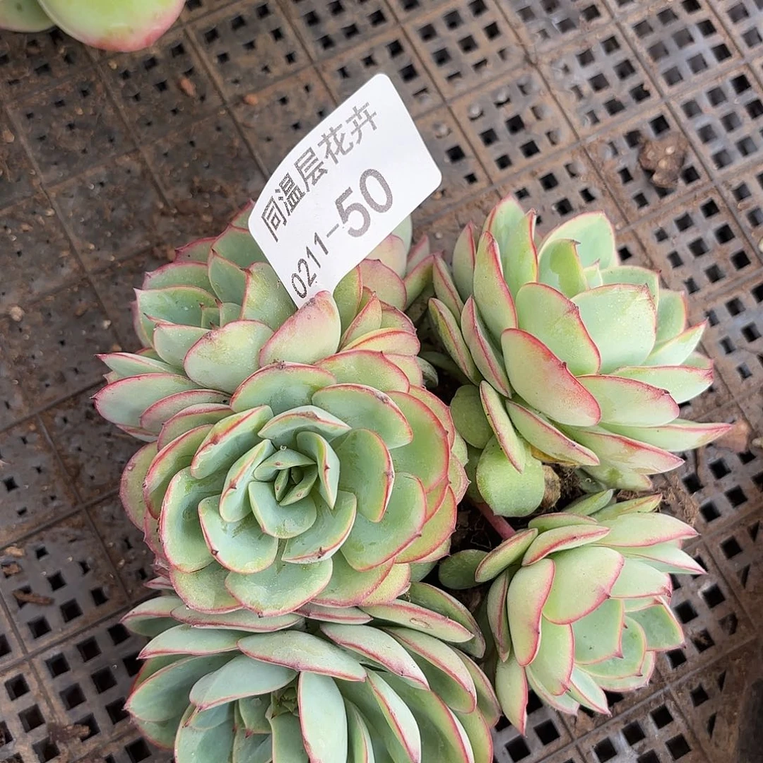 同温层多肉50牡丹亭