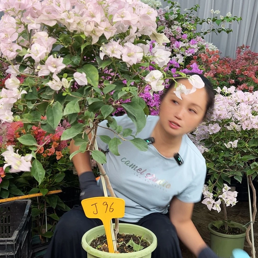 轻***舟完全开放J96苹果苹果