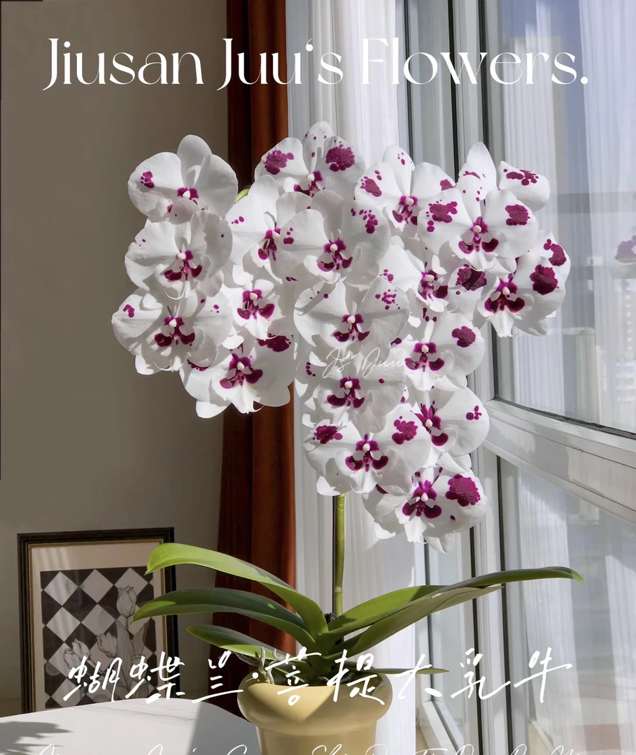 【菩提大乳牛】蝴蝶兰菩提大乳牛3.5寸未出梗发货