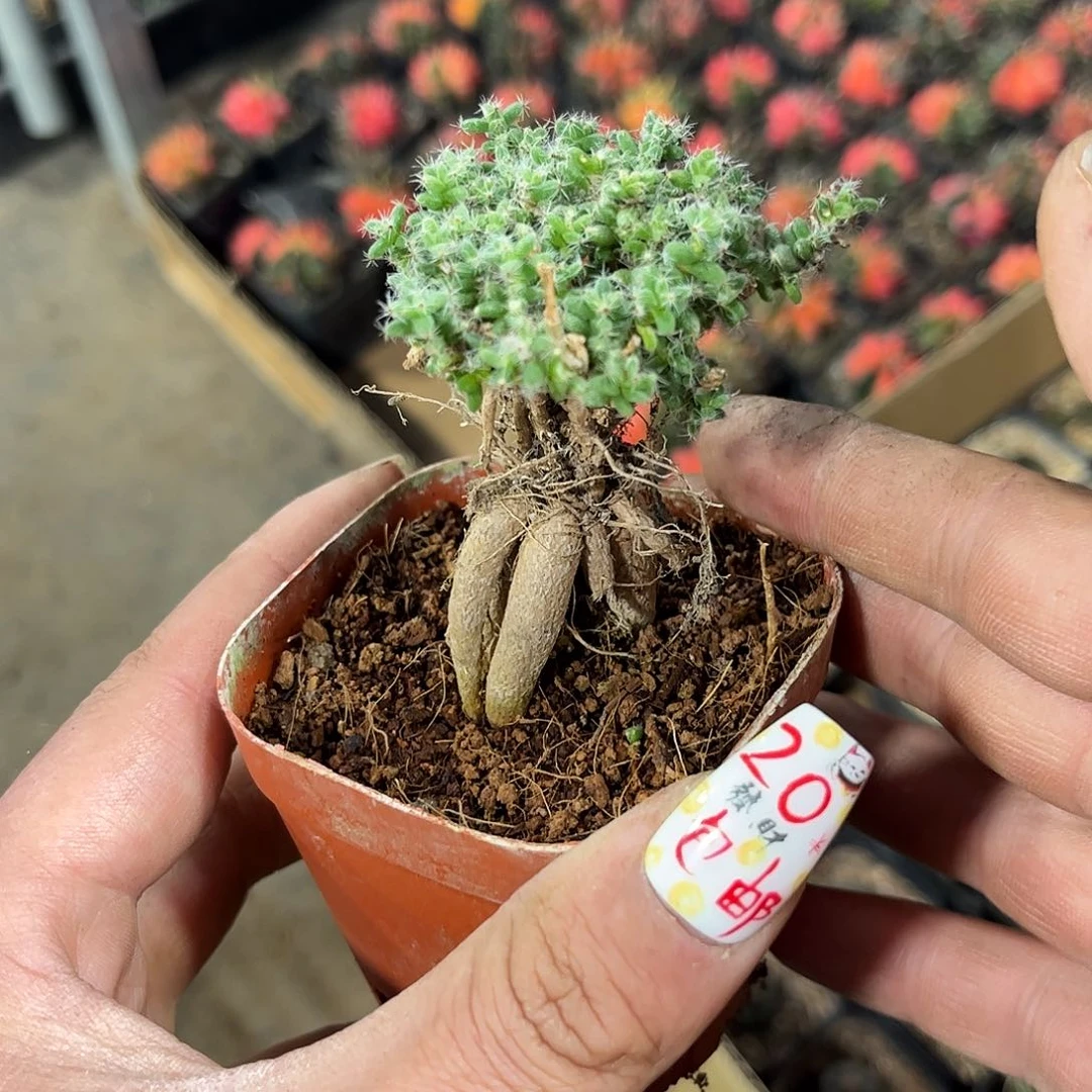 9.8姬红小松有根发货有根