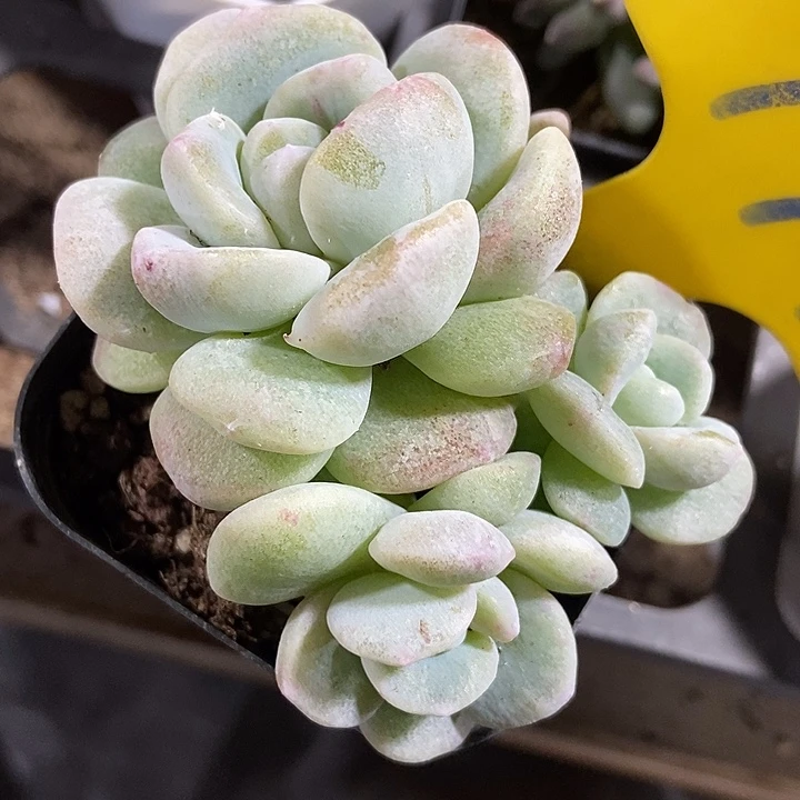 多肉植物冰玉石化797