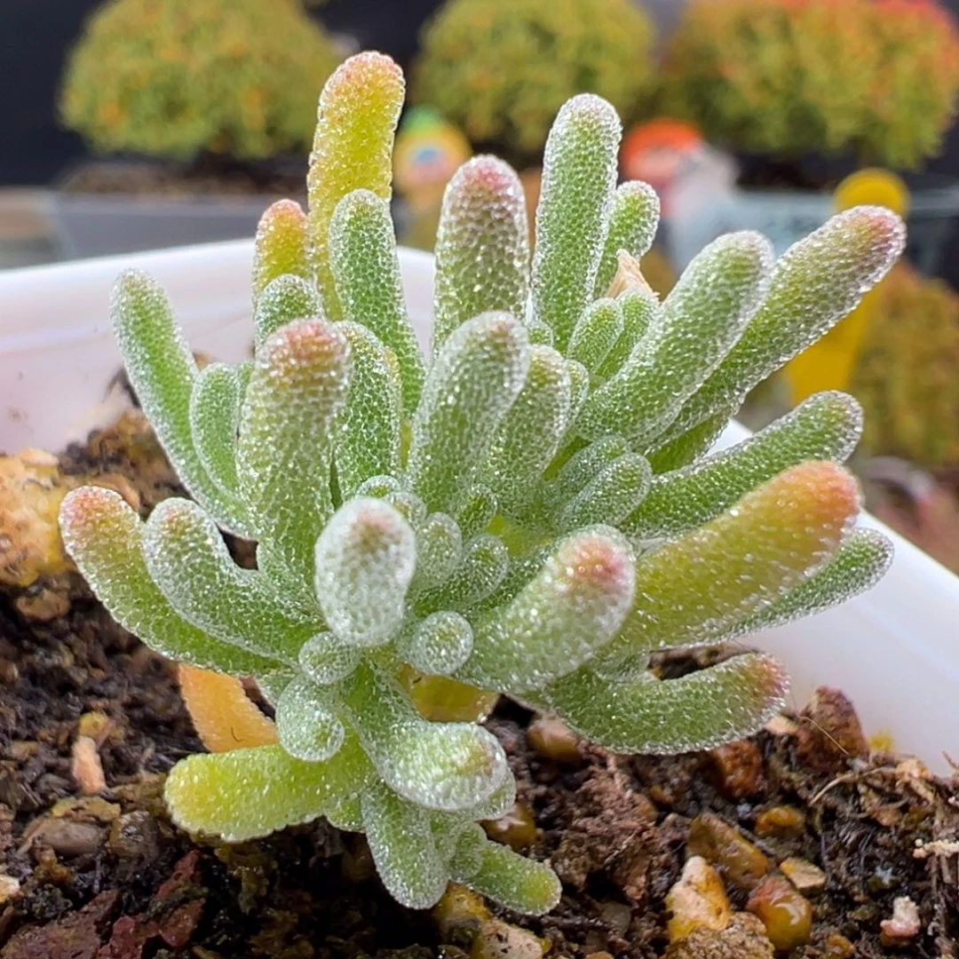 dy5687精控实生冰霜杂冠幅2.5cm