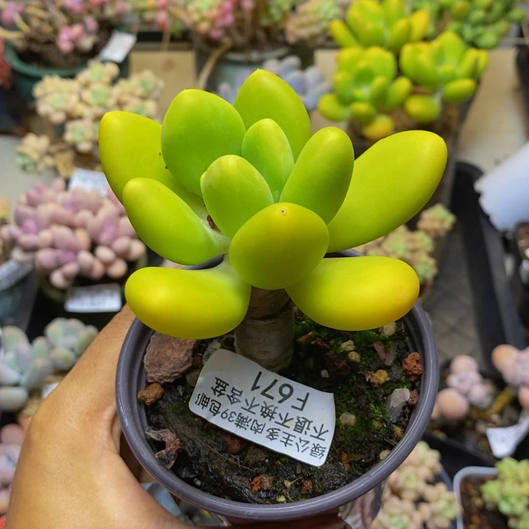 671金蟾多肉肉5c m