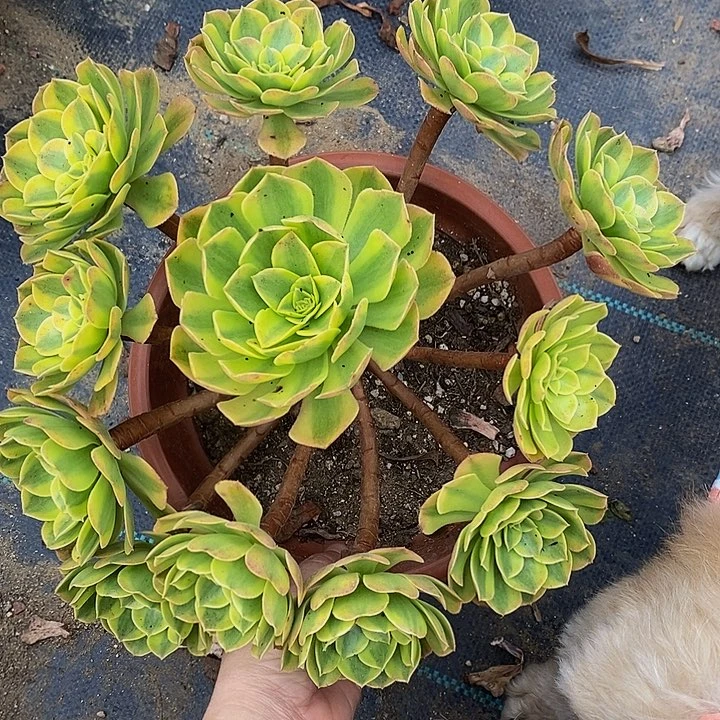 多肉植物保护研究所