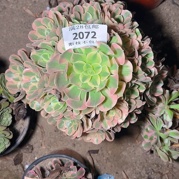 2072粉女郎多肉植物