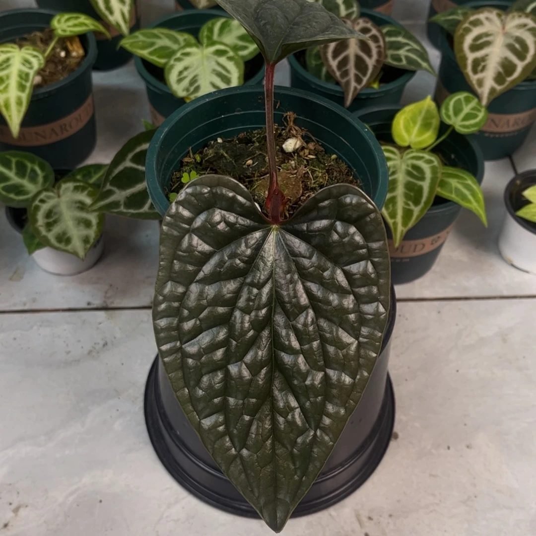 不开花植物奢华侧芽03