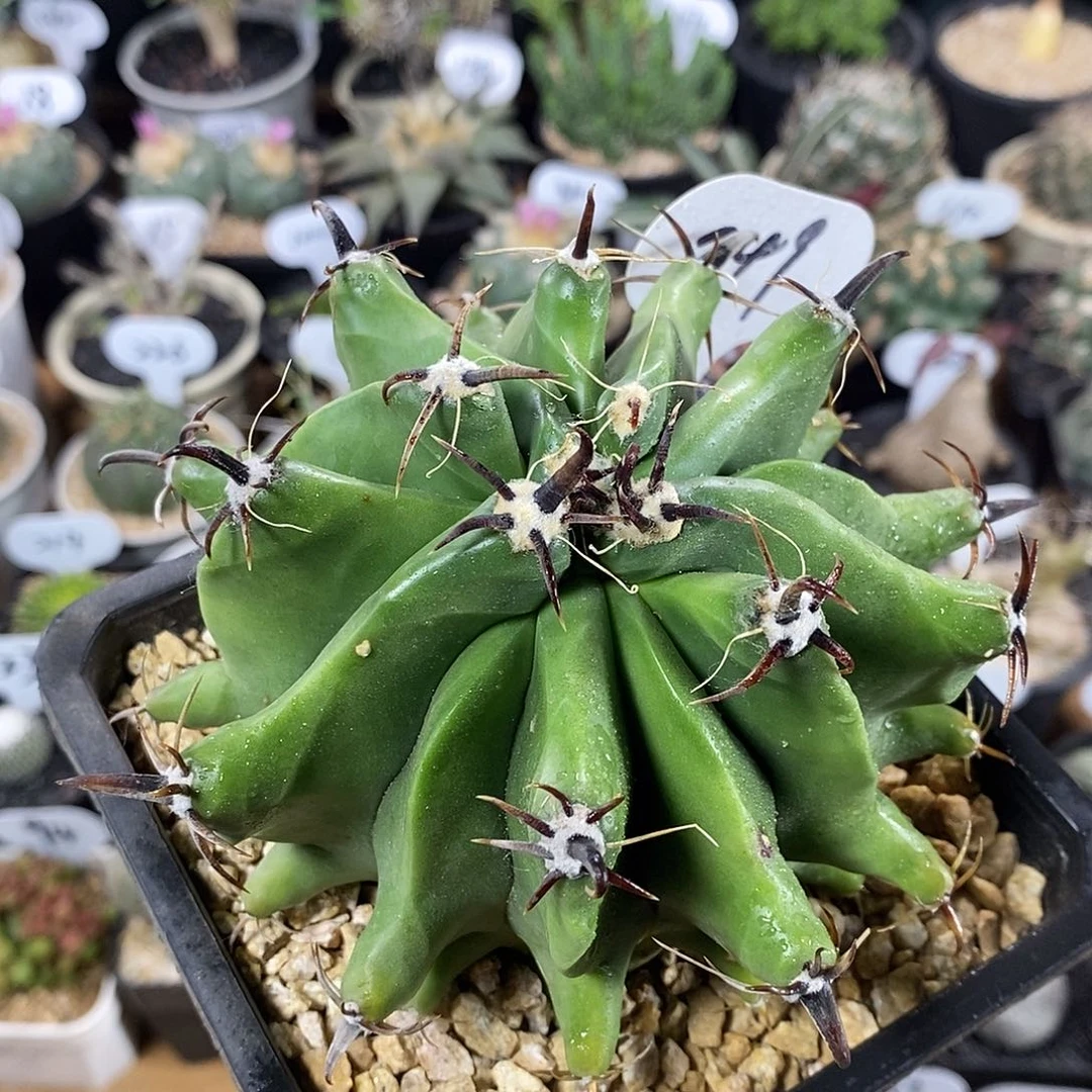 梦***由专拍249号短刺巨鹫玉