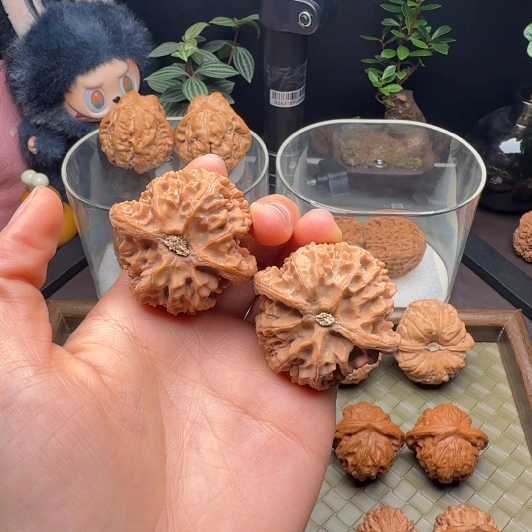 龙脊菩提把件全品苹果园43