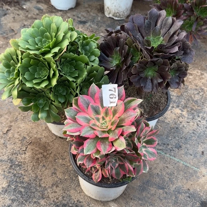 不**懂761三颗包邮。