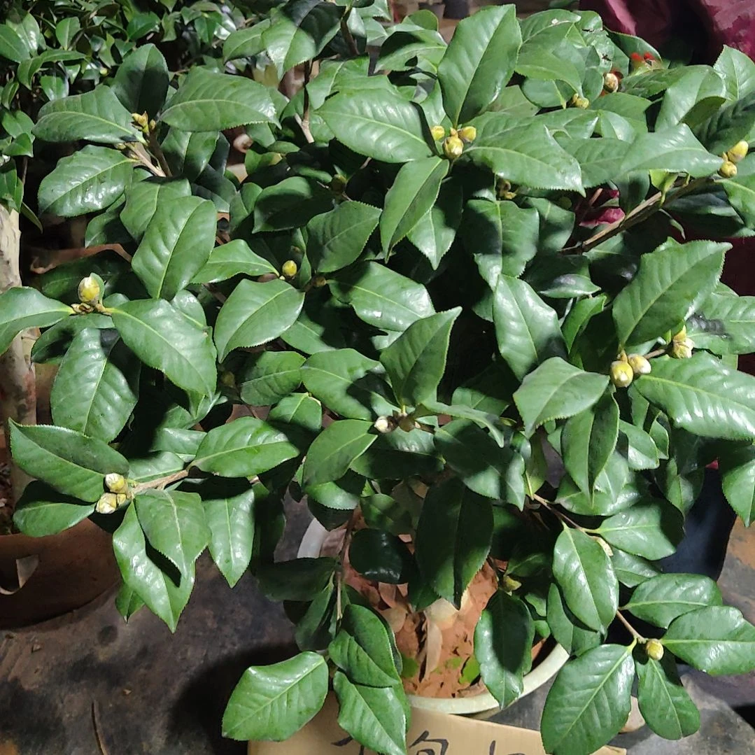 全部花苞拉力皮特不包邮