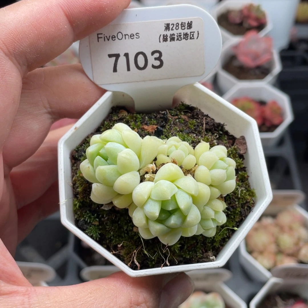 白月光7103-5厘米