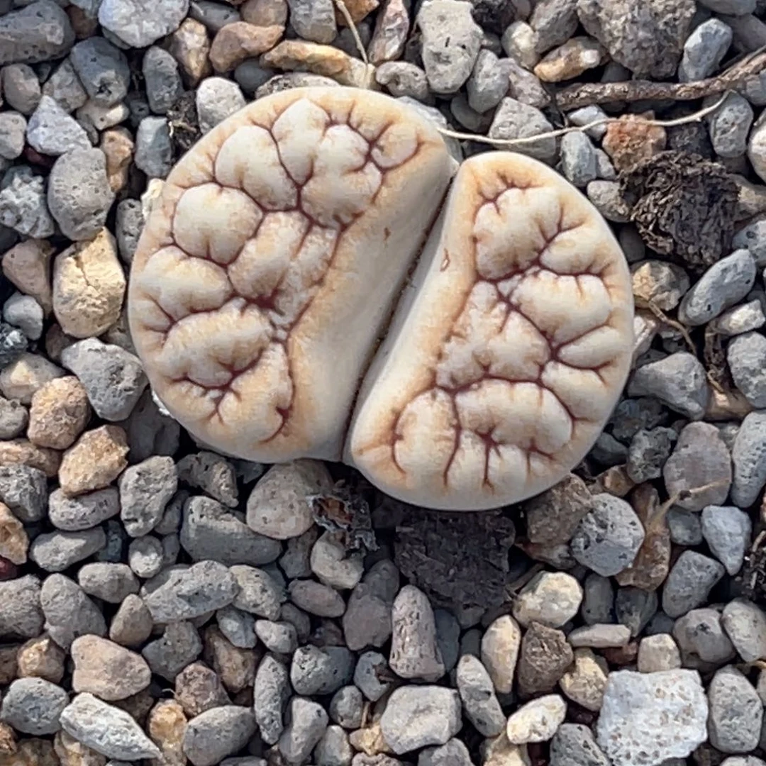 5919拿铁261连纹尺寸2.2