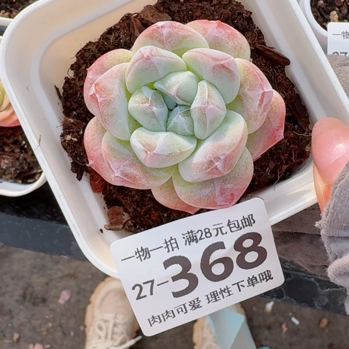 冰玉无盆土无发货无盆