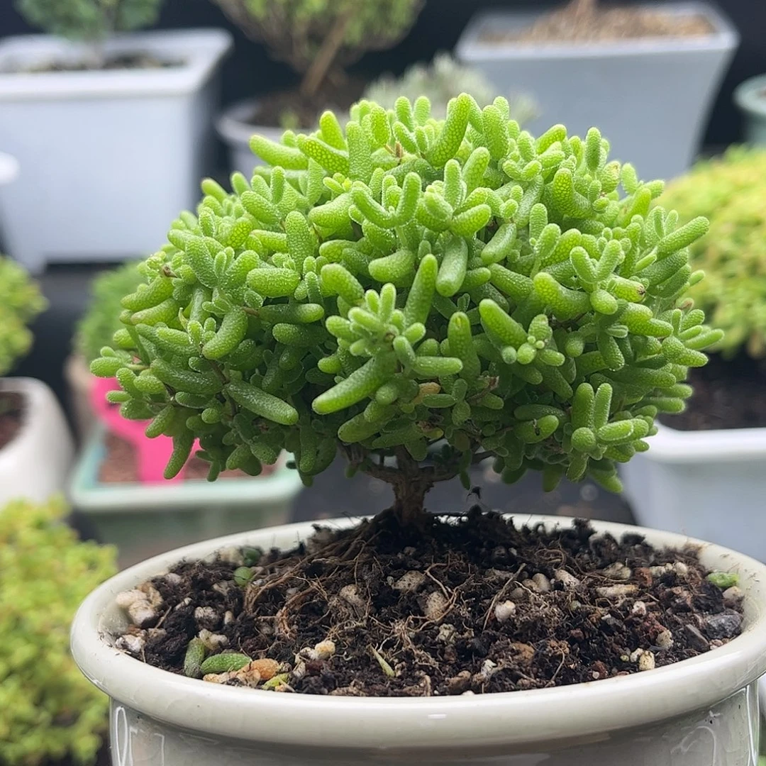 昕宝蜜桔枝干番杏