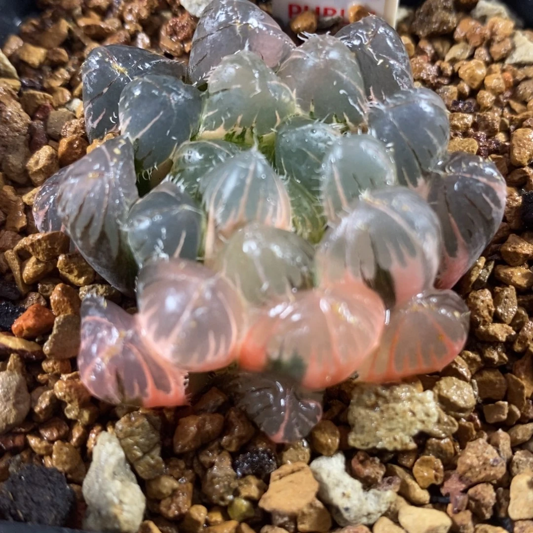 371实生玉露锦一物一拍