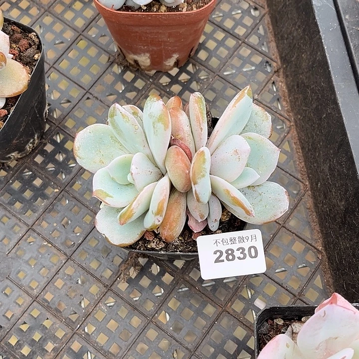 阿雅园艺。        2830奶茶