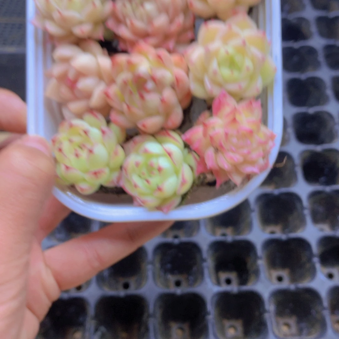 我要去看你了啊070