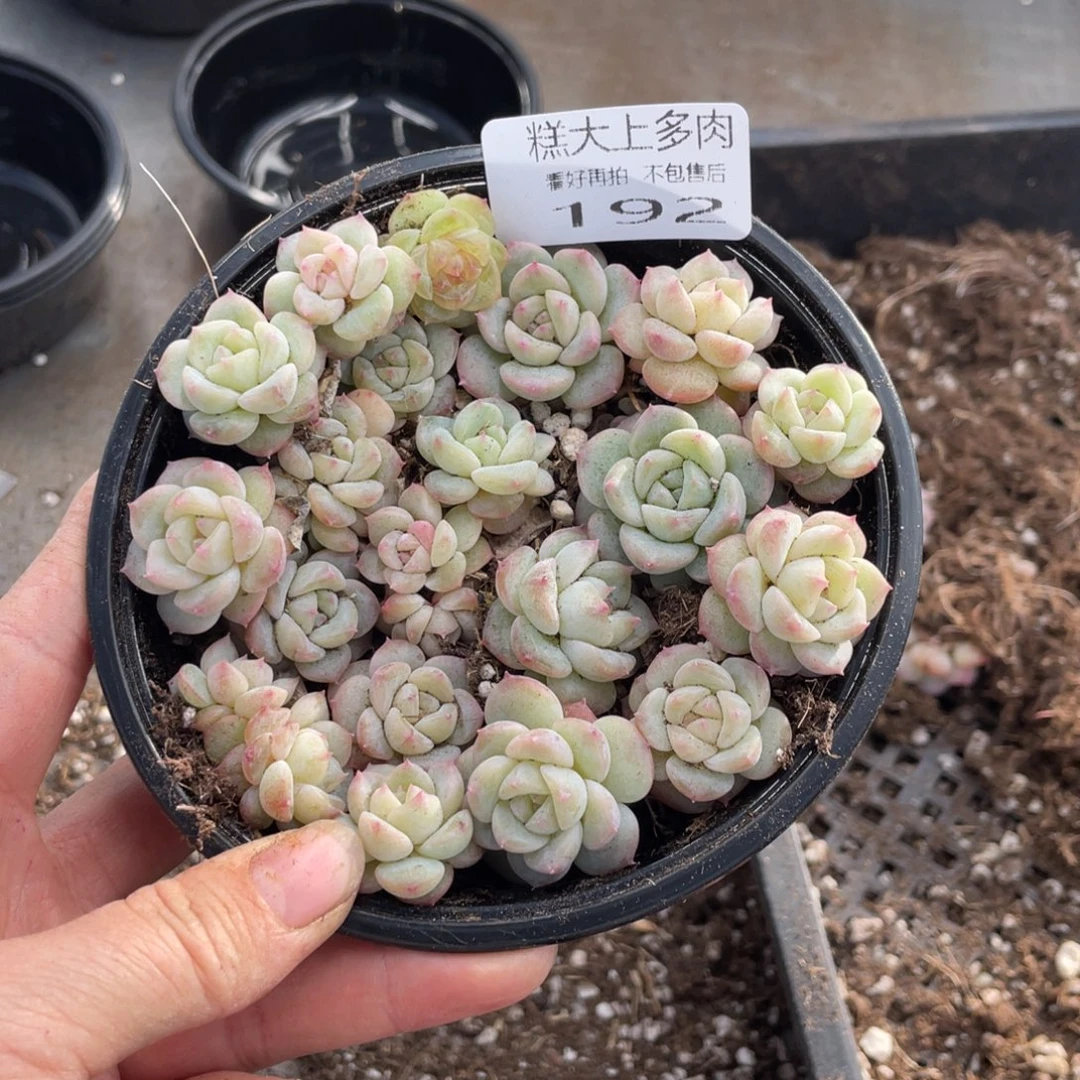 糕大上多肉植物192