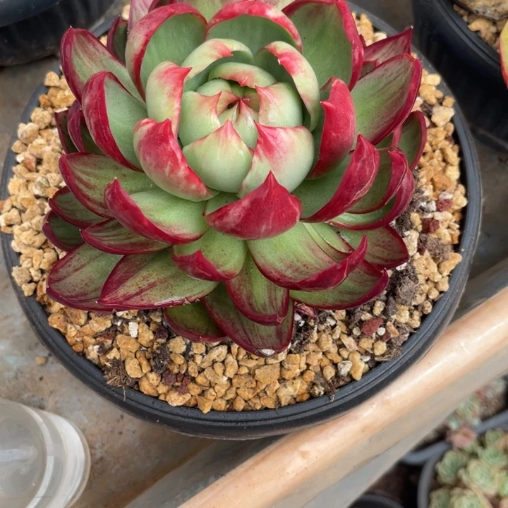 惊鸿仙子多肉植物3801