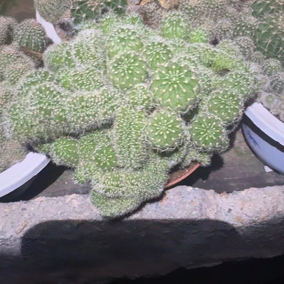 彩草h哈哈哈哈哈哈哈哈