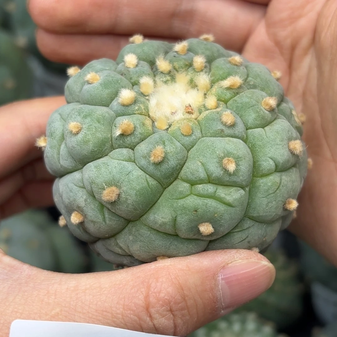 532 无根 仙人球6.6cm