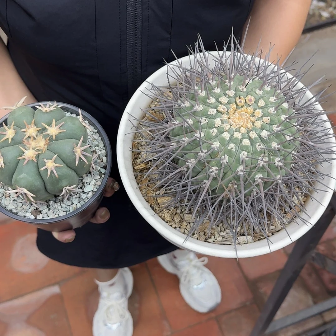 两个仙人球仙人球